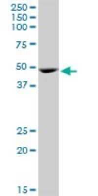 Western Blot: GATA-1 Antibody (3G6) [H00002623-M06]