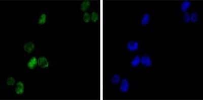 Immunocytochemistry/ Immunofluorescence: GATA-1 Antibody (4F5) - BSA Free [NBP1-47492]