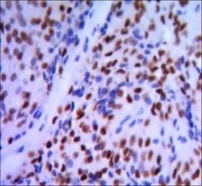 Immunohistochemistry-Paraffin: GATA-1 Antibody (4F5) - BSA Free [NBP1-47492]