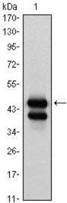 Western Blot: GATA-1 Antibody (4F5)BSA Free [NBP1-47492]