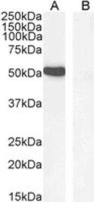 Western Blot: GATA-1 Antibody [NB100-2443]