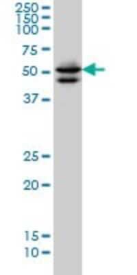 Western Blot: GATA-2 Antibody (1A5) [H00002624-M05]