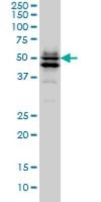 Western Blot: GATA-2 Antibody (1G5) [H00002624-M02]