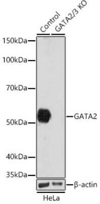 Knockout Validated: GATA-2 Antibody (1K8H6) [NBP3-16548]