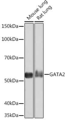 Western Blot: GATA-2 Antibody (1K8H6) [NBP3-16548]