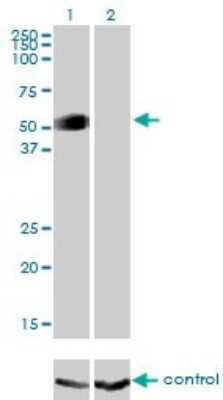 Western Blot: GATA-2 Antibody (2D11) [H00002624-M01]