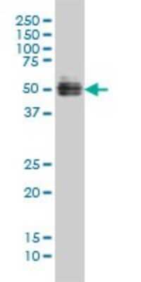 Western Blot: GATA-2 Antibody (2D11) [H00002624-M01]