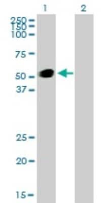 Western Blot: GATA-2 Antibody (2D11) [H00002624-M01]