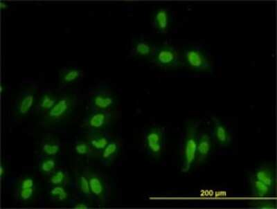 Immunocytochemistry/ Immunofluorescence: GATA-2 Antibody (2F12) [H00002624-M03]