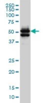 Western Blot: GATA-2 Antibody (2F12) [H00002624-M03]