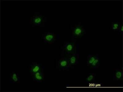 Immunocytochemistry/ Immunofluorescence: GATA-2 Antibody (2G11) [H00002624-M04]