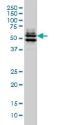 Western Blot: GATA-2 Antibody (2G11) [H00002624-M04]