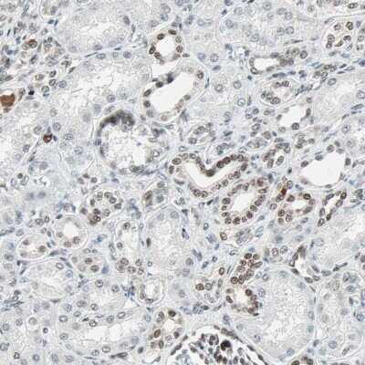Immunohistochemistry-Paraffin: GATA-2 Antibody [NBP1-82581]