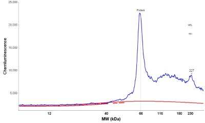 Simple Western: GATA-2 Antibody [NBP1-82581]
