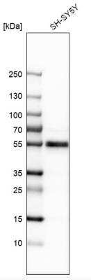 Western Blot: GATA-2 Antibody [NBP1-82581]