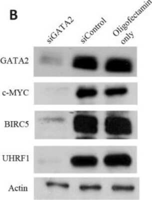 Western Blot: GATA-2 Antibody [NBP1-82581]