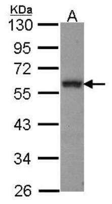 Western Blot: GATA-2 Antibody [NBP2-16612]