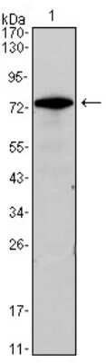 Western Blot: GATA-3 Antibody (7B5)BSA Free [NBP1-47397]