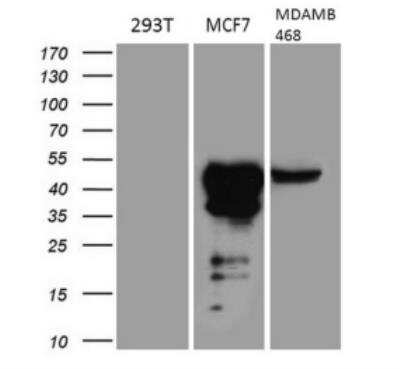 Western Blot: GATA-3 Antibody (OTI8H4) [NBP2-45810]