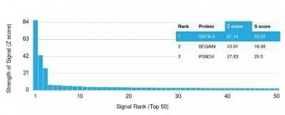 Protein Array: GATA-3 Antibody (GATA3/2688) [NBP3-07705]