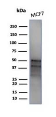 Western Blot: GATA-3 Antibody (GATA3/4550R) [NBP3-13922]