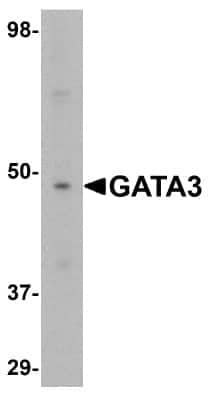 Western Blot: GATA-3 AntibodyBSA Free [NBP1-77115]