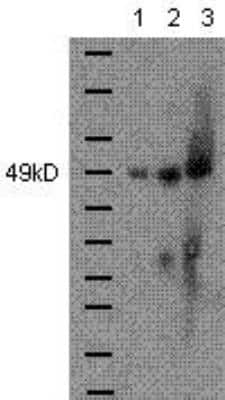 Western Blot: GATA-4 Antibody (Evan)BSA Free [NBP1-43112]