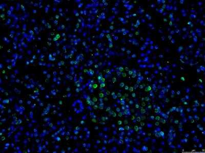 Immunohistochemistry-Paraffin: GATA-4 Antibody - BSA Free [NBP2-24585]