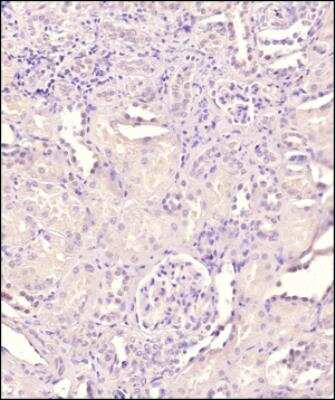 Immunohistochemistry-Paraffin: GATA-4 Antibody - BSA Free [NBP2-24585]
