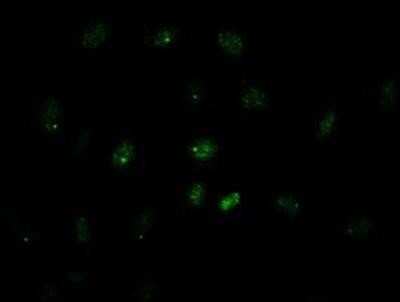 Flow Cytometry: GATA-4 Antibody (OTI9F9) - Azide and BSA Free [NBP2-70797]