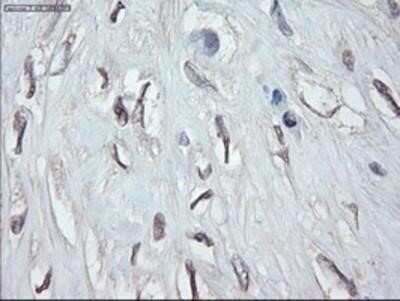 Immunohistochemistry: GATA-4 Antibody (OTI9F9) - Azide and BSA Free [NBP2-70797]