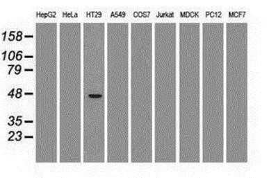 Western Blot: GATA-4 Antibody (OTI9F9)Azide and BSA Free [NBP2-70797]