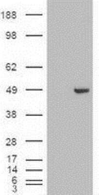 Western Blot: GATA-4 Antibody (OTI9F9)Azide and BSA Free [NBP2-70797]