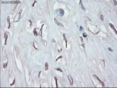 Immunohistochemistry-Paraffin: GATA-4 Antibody (OTI9F9) [NBP1-47765]