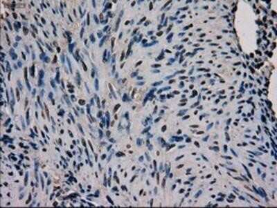 Immunohistochemistry-Paraffin: GATA-4 Antibody (OTI9F9) [NBP1-47765]