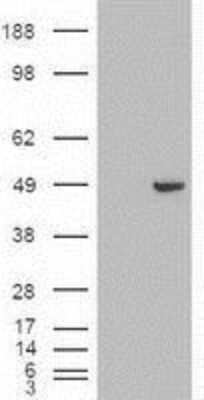 Western Blot: GATA-4 Antibody (OTI9F9) [NBP1-47765]