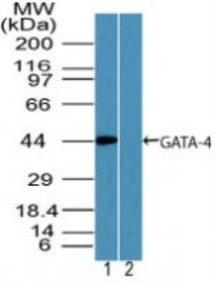 Western Blot: GATA-4 AntibodyBSA Free [NBP2-24585]