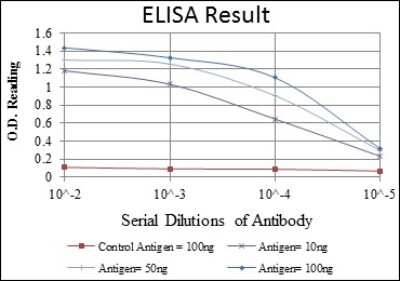 ELISA: GATA-5 Antibody (1B11) - BSA Free [NBP2-37565]