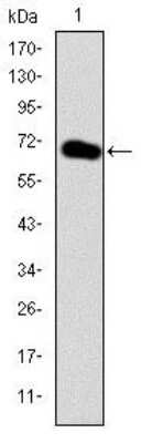 Western Blot: GATA-5 Antibody (1B11)BSA Free [NBP2-37565]