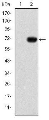 Western Blot: GATA-5 Antibody (1B11)BSA Free [NBP2-37565]