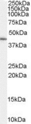 Western Blot: GATA-5 Antibody [NB100-55399]