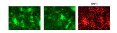 Immunocytochemistry/ Immunofluorescence: GATA-6 Antibody [NBP3-10916]