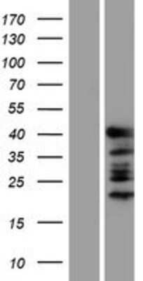 Western Blot: GATA-1 Overexpression Lysate [NBP2-04216]