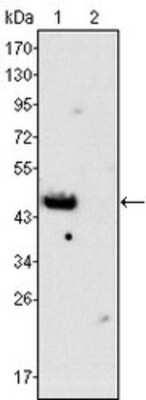 Western Blot: GATA-4 Antibody (6H10) [NBP1-47540]