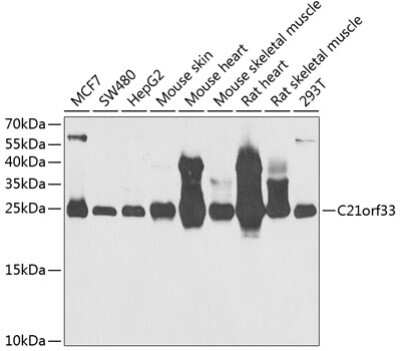 Western Blot: GATD3A AntibodyBSA Free [NBP3-03727]