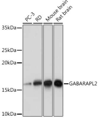 Western Blot: GATE-16/GABARAPL2 Antibody (8Z8M8) [NBP3-16832]