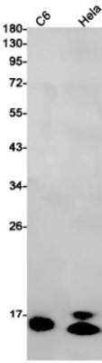 Western Blot: GATE-16/GABARAPL2 Antibody (S03-7J2) [NBP3-19642]