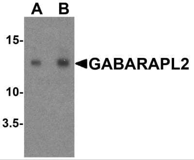 Western Blot: GATE-16/GABARAPL2 AntibodyBSA Free [NBP2-82090]