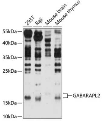 Western Blot: GATE-16/GABARAPL2 AntibodyAzide and BSA Free [NBP3-03244]