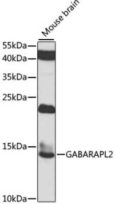 Western Blot: GATE-16/GABARAPL2 AntibodyBSA Free [NBP3-03245]